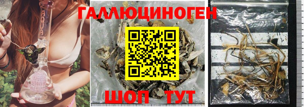 Псилоцибиновые грибы Psilocybe Кировск